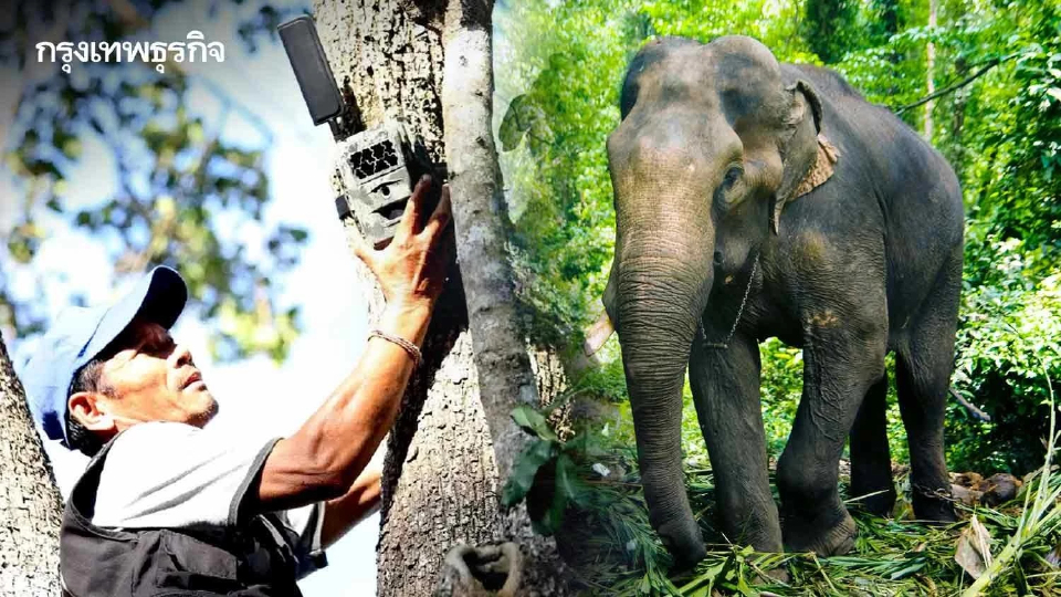 ลดความขัดแย้งคนกับช้าง ด้วยระบบ AI เตือนภัยล่วงหน้า