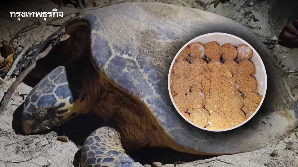 ชมภาพ 'เต่ากระ' ขึ้นวางไข่ชายหาดเกาะทะลุ กว่า 100 ฟอง นับเป็นรังที่ 3 ของปี 67