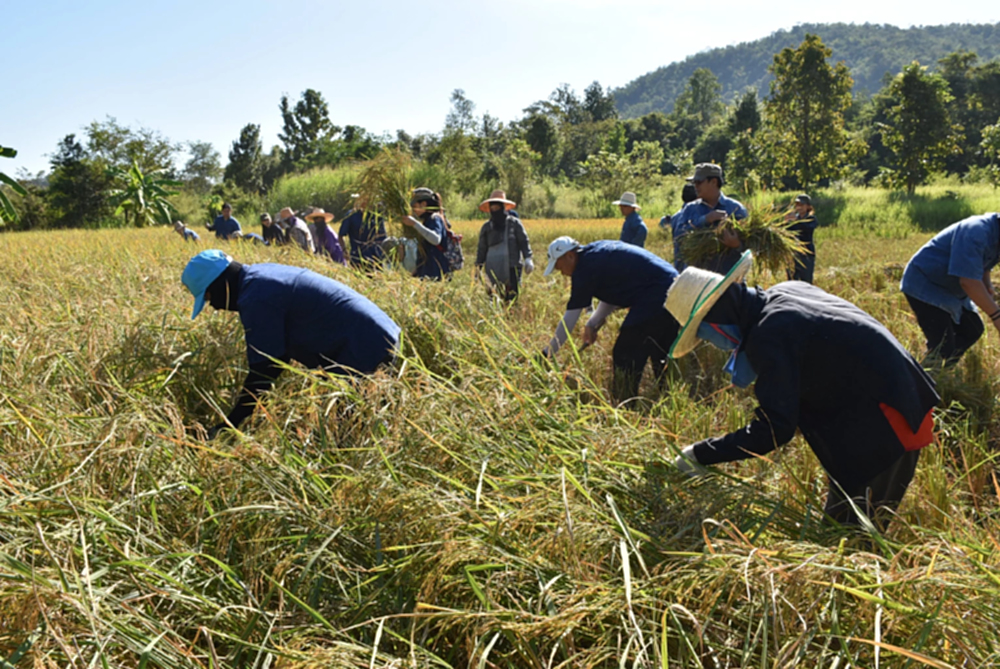 รายงานราคาข้าวขายส่งตลาดกรุงเทพฯ (สมาคมโรงสีข้าวไทย) วันที่ 25 มิถุนายน 2567