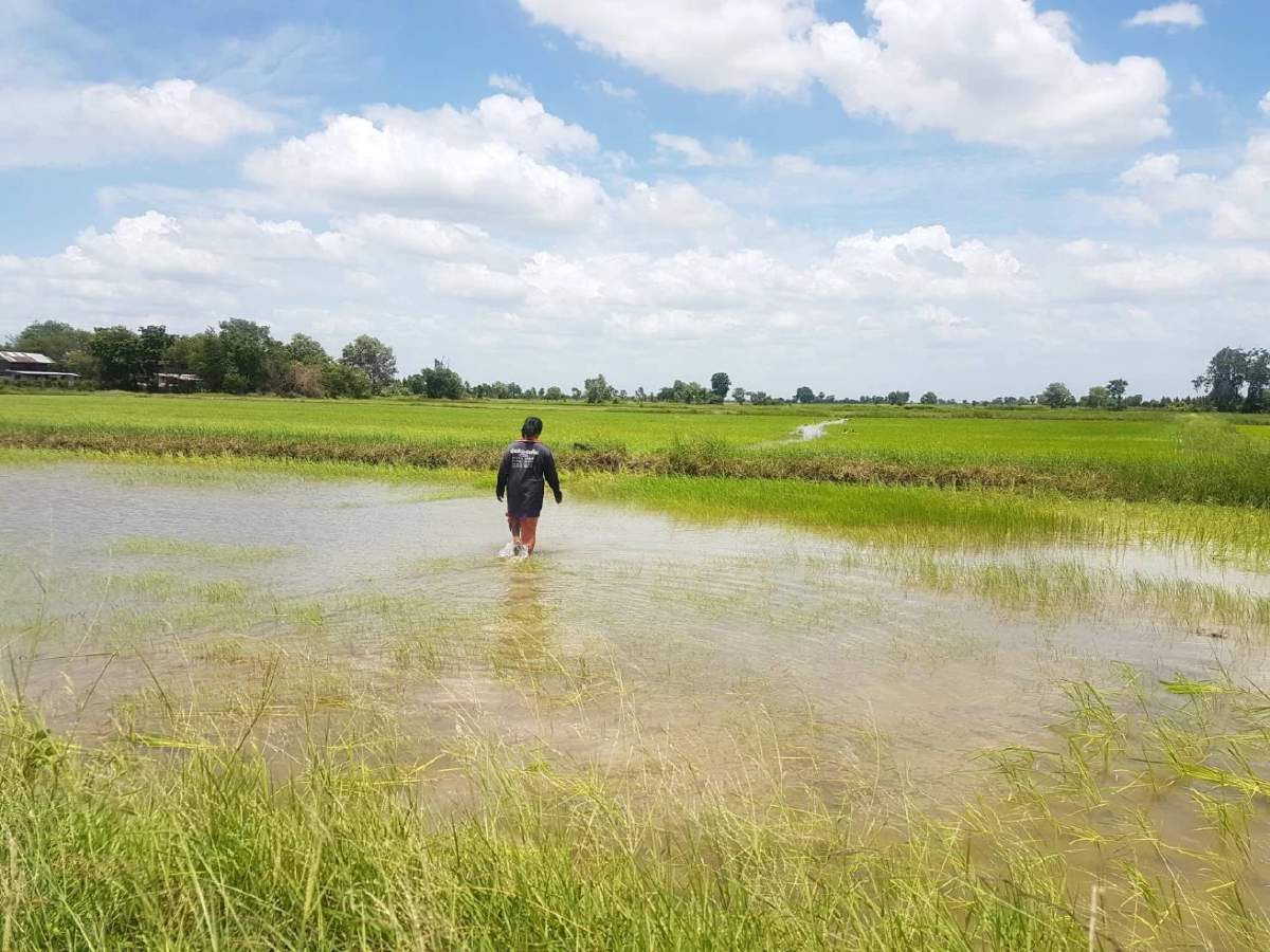 รายงานราคาข้าวขายส่งตลาดกรุงเทพฯ (สมาคมโรงสีข้าวไทย) วันที่ 15 กรกฎาคม 2567