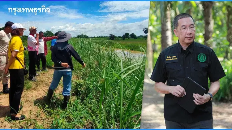 'กล้วยน้ำว้า' แพงถึงสิ้นปี กรมส่งเสริมการเกษตรแนะปลูกอย่างถูกวิธี