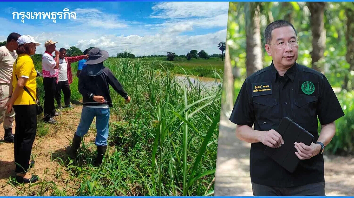 'กล้วยน้ำว้า' แพงถึงสิ้นปี กรมส่งเสริมการเกษตรแนะปลูกอย่างถูกวิธี