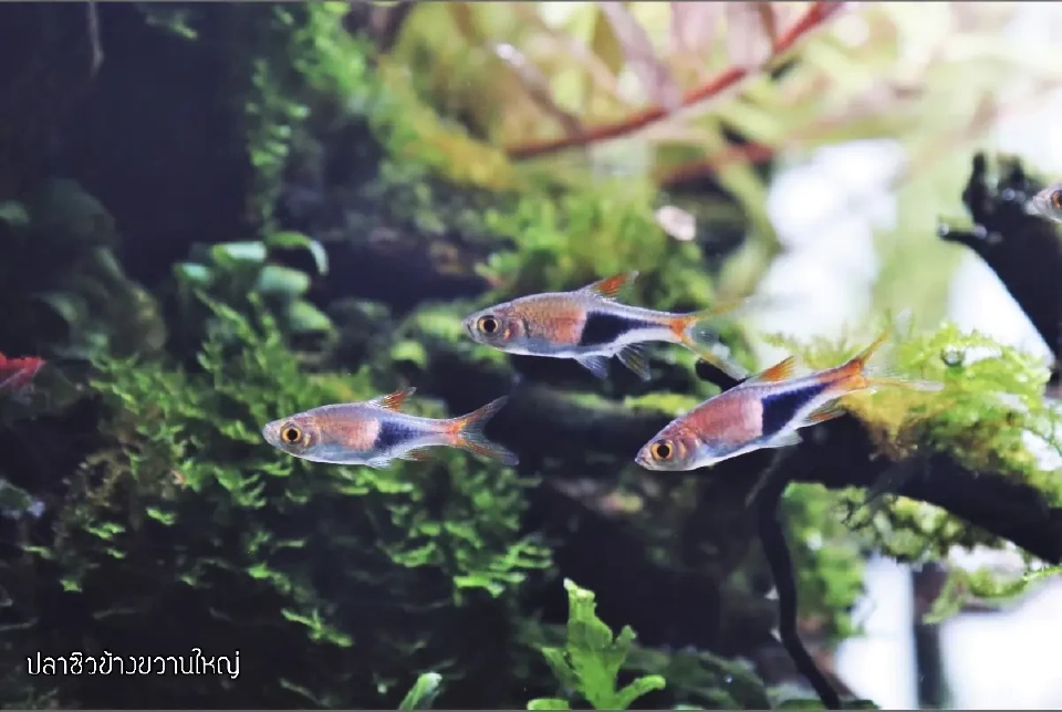 เหตุผลที่ต้อง “กักกันโรค – Quarantine” ปลาใหม่