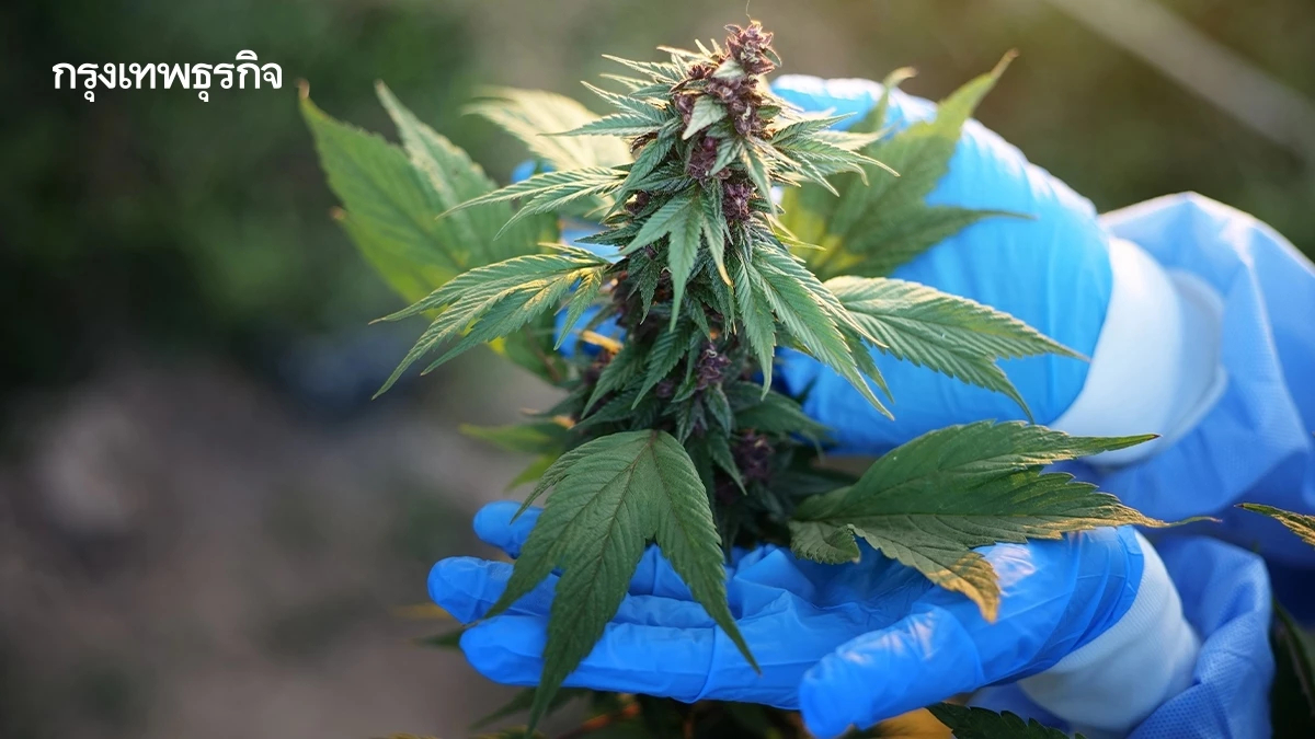 'เพาะปลูกแบบไฮเทค' ไฮไลต์ Hemp Expo ประหยัด - เพิ่มคุณภาพผลผลิตกัญชากัญชง