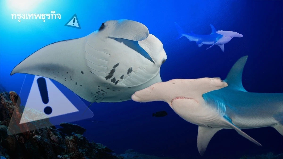 ‘ฉลาม-กระเบน’ ลดลงเกินครึ่ง สายพันธุ์ 33% เสี่ยงสูญพันธุ์ ถูกมนุษย์ล่ามากเกิน