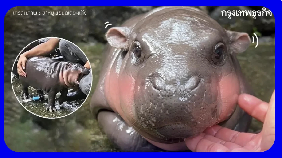 10 กระแสฮิตบนโซเชียลแห่งปี 2567  ‘หมูเด้ง’ ซุป’ตาร์ดังนำมาที่ 1 ครองใจคนไทย