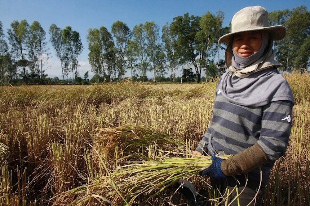 รายงานราคาข้าวขายส่งตลาดกรุงเทพฯ (สมาคมโรงสีข้าวไทย) วันที่ 17 ธันวาคม 2567