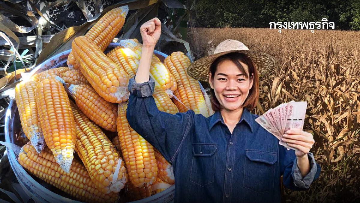 มีเงินทุน ปลูกข้าวโพด เงินช่วยเหลือ ดูสิทธิ efarmer.doae.go.th/checkFarmer