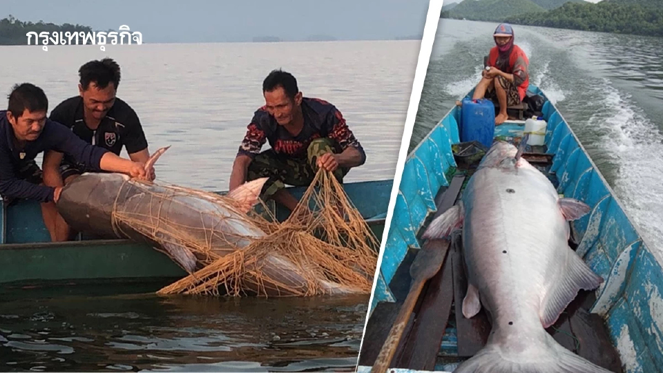 กรมประมง คุมเลี้ยงปลาบึกแก่งกระจาน สร้างรายได้ให้ชุมชน ปี67กว่า 7.6 แสนบาท
