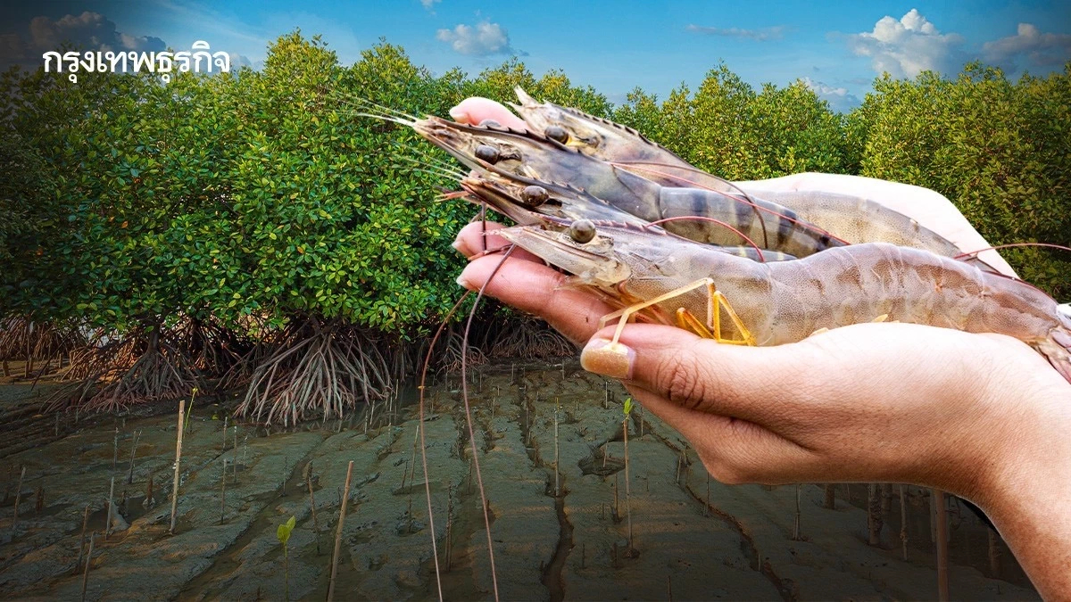 'ป่าชายเลนและกุ้ง' นำไปสู่เปลี่ยนแปลงระบบอาหารที่ยั่งยืน