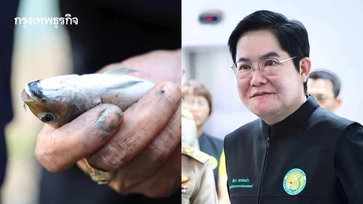 อัครา เข้ม ปล่อยปลานักล่า สิบหยิบหนึ่ง กำจัดปลาหมอคางดำ