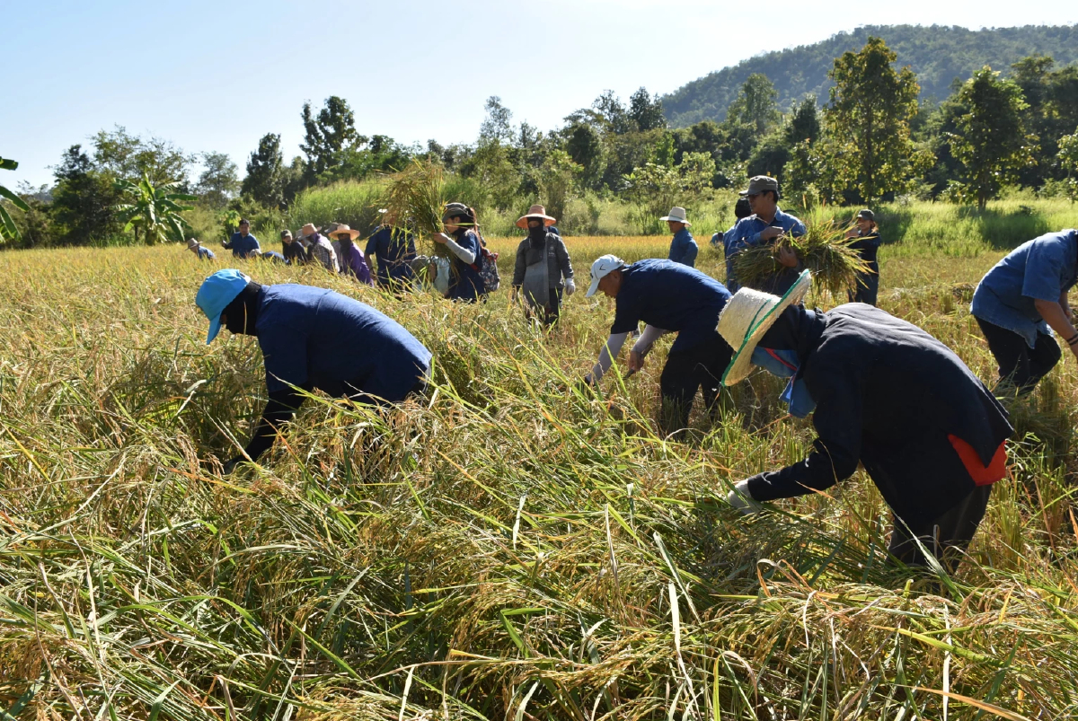 รายงานราคาข้าวขายส่งตลาดกรุงเทพฯ (สมาคมโรงสีข้าวไทย) วันที่ 8 มกราคม 2568