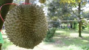 นายกฯเยือนจีนต้นก.พ.นี้เล็งหารือ  ประเด็นตรวจเข้มสินค้าเกษตรไทย