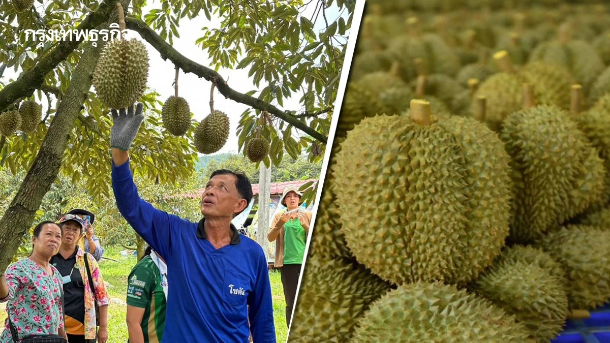 ทุเรียนไทยปลอดBY2 ล๊อตแรกส่งตรงจีนแล้ว เล็งเพิ่มLAB อีก4แห่ง