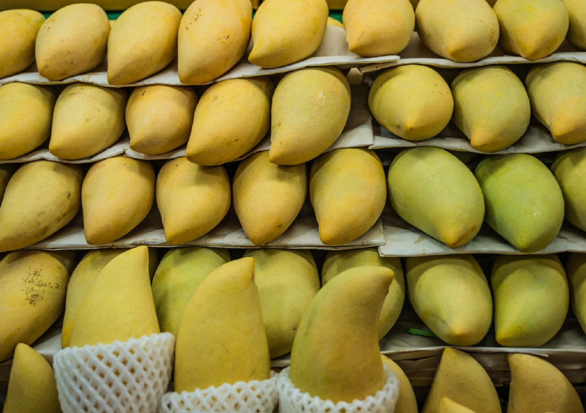 พาณิชย์เผย เกาหลีใต้ ตลาดส่งออก มะม่วงไทยอันดับ 1