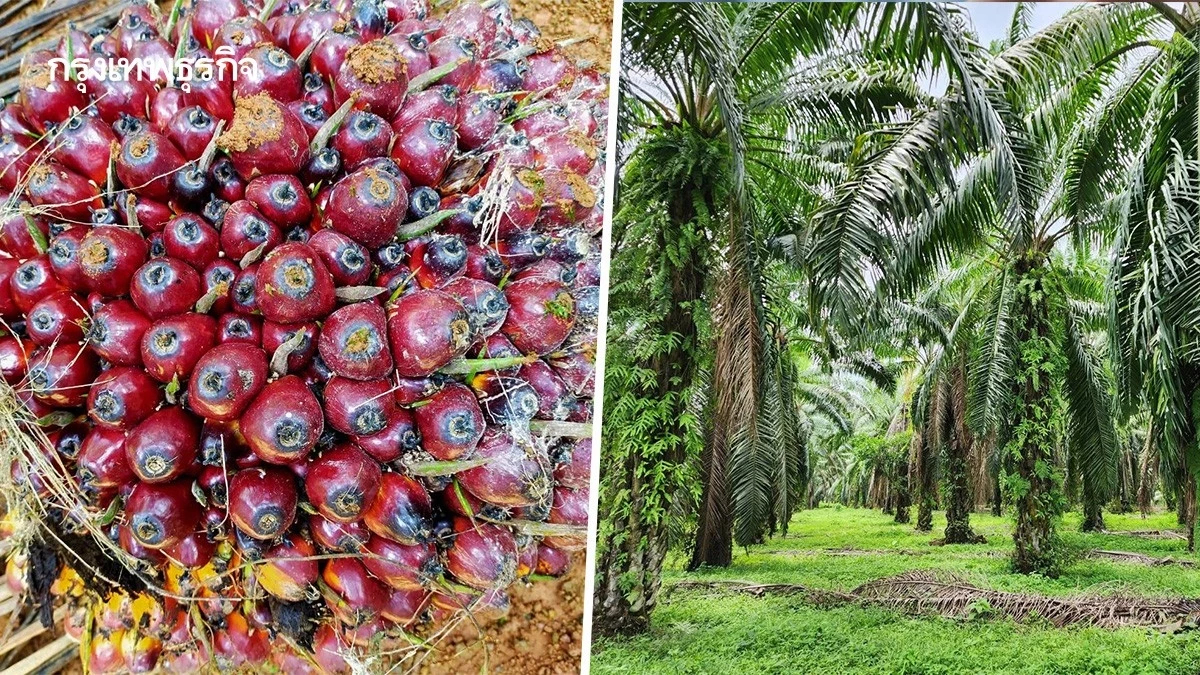 สศก. หวั่นนโยบาย บี 5 กระทบราคาปาล์มน้ำมัน ขาขึ้น