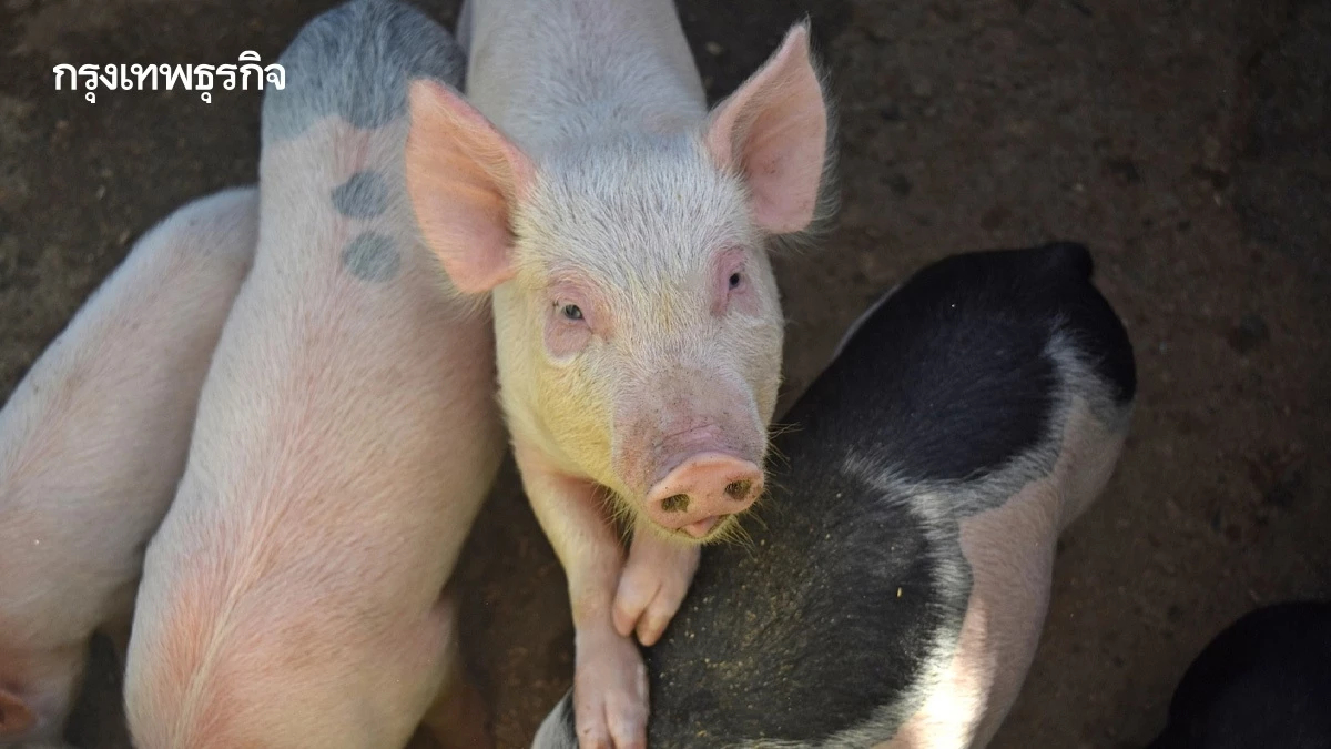 โรคระบาดทั่วเอเชีย...ต้นทุนป้องกันโรคกระทบภาคปศุสัตว์