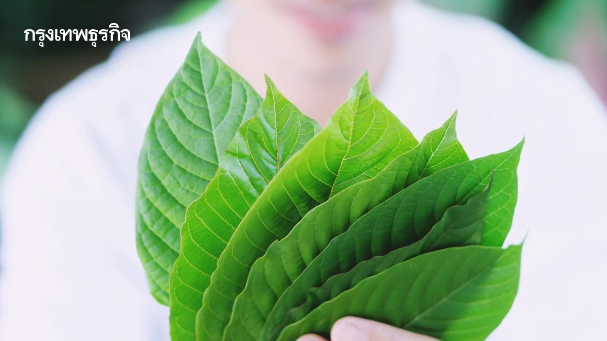 ‘กระท่อมไทย’ โอกาสโกอินเตอร์  สารสำคัญสูงกว่าประเทศส่งออกเบอร์ 1 หลายเท่า 