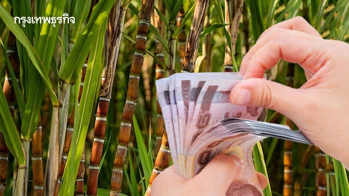 เงินช่วยเหลือชาวไร่อ้อย คนไม่เผาอ้อย ได้เงินชดเชย รัฐจ่ายล่าสุด