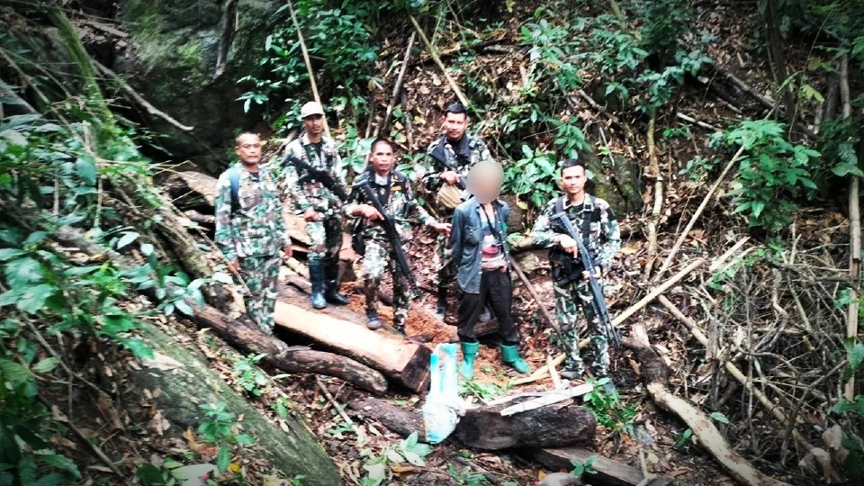 ลอบตัดไม้มะริด ป่าตะบองยักษ์ แจ้ง จนท. รุดจับกุมโดน 6 ข้อหา