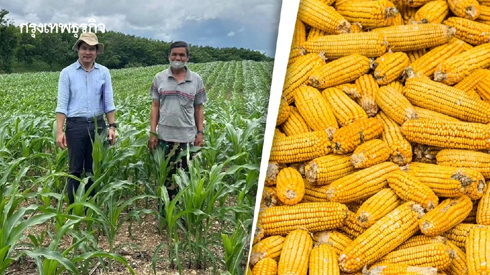 เกษตรฯชู 'คน พื้นที่ เทคโนโลยี 'เพิ่มผลผลิตข้าวโพดฯ74% ที่พะเยา