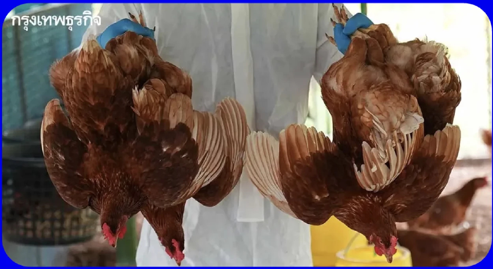ไข้หวัดนก ระบาดในต่างประเทศกับความมั่นคงอาหารของไทย