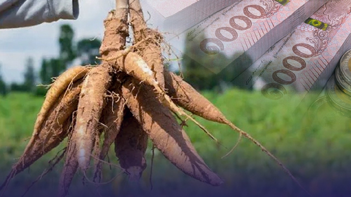 .เงินช่วยเหลือสูงสุด 50,000 บาทต่อครัวเรือน ชาวไร่มันสำปะหลัง เช็ค ธ.ก.ส..