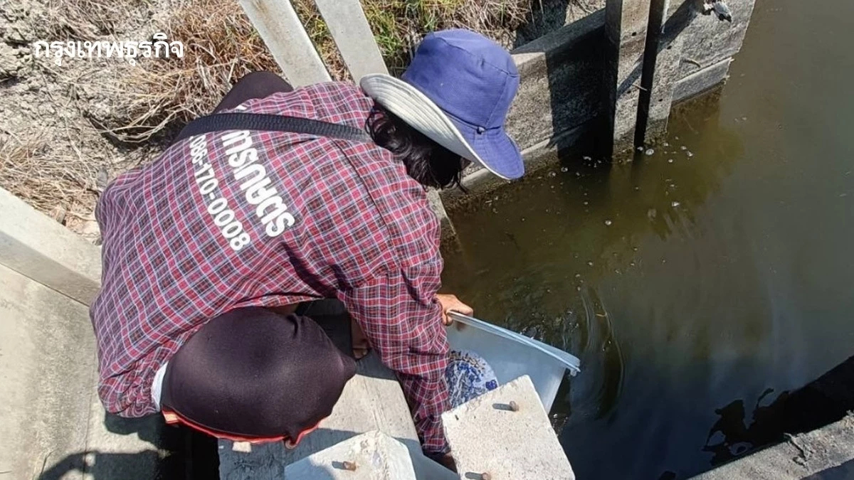 ประมงเพชรบุรี-ซีพีเอฟ เปิดกองทุนปลากะพง สู้ภัยปลาหมอคางดำ