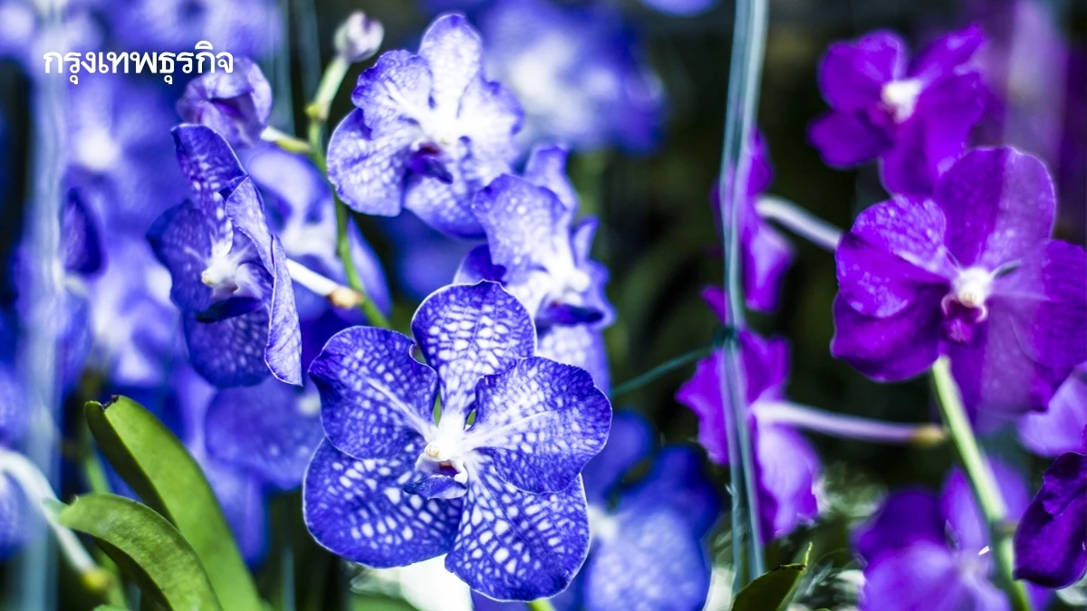 พาณิชย์ เผย  การค้า“ไม้ดอกไทย” โอกาสผู้ส่งออกไทยรุกตลาดโลก