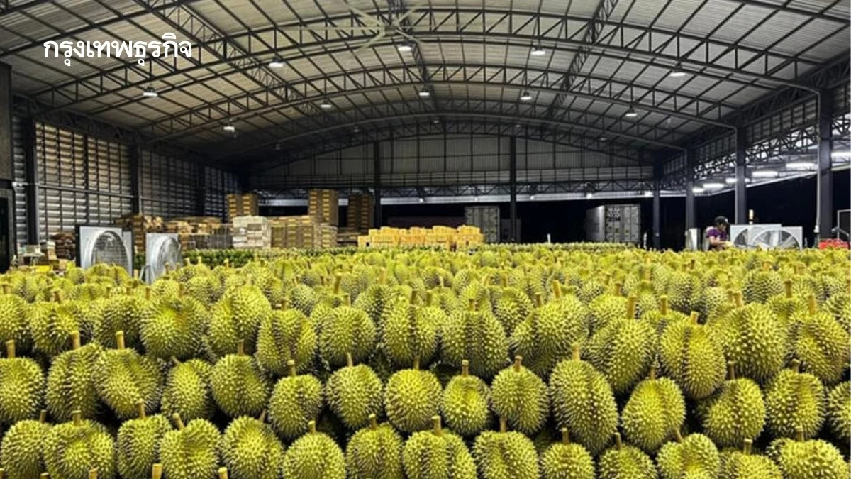 เกษตรฯวางกรอบทุเรียน รับมือฤดูการส่งออก พีคสุด พฤษภาคมนี้