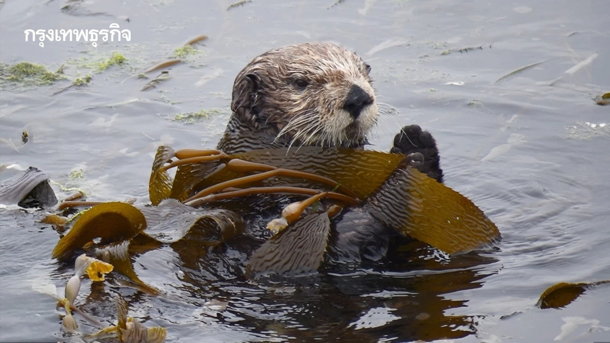 ‘นากทะเล’ นักอนุรักษ์ตัวจิ๋ว ช่วยอนุรักษ์ ‘ป่าสาหร่าย’ ในสหรัฐ