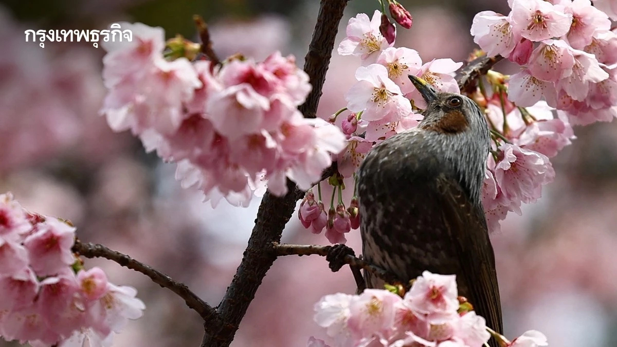 ‘ซากุระ’ เริ่มบานแล้ว ‘นักท่องเที่ยว’ แห่ชมแน่นสวนที่ ‘ญี่ปุ่น’