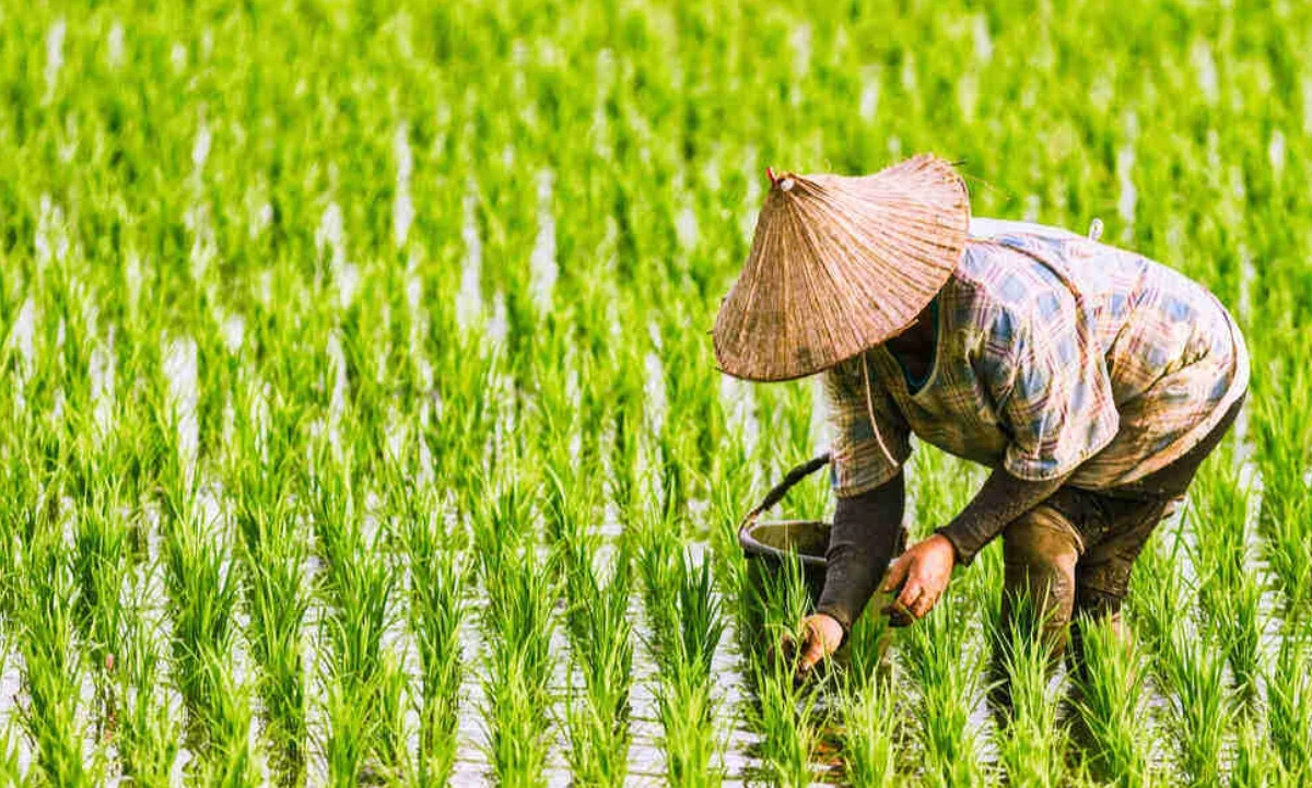 ชลประทาน เตรียมส่งน้ำเข้าทุ่งบางระกำ ให้เกษตรกรเริ่มเพาะปลูก