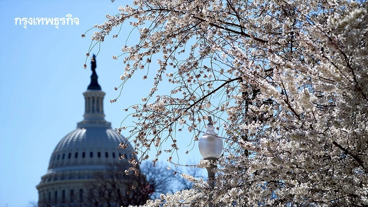 ‘ซากุระ’ บานสะพรั่ง ทั่ว ‘วอชิงตัน’ ชาวเมือร่วมเทศกาลชมดอกไม้