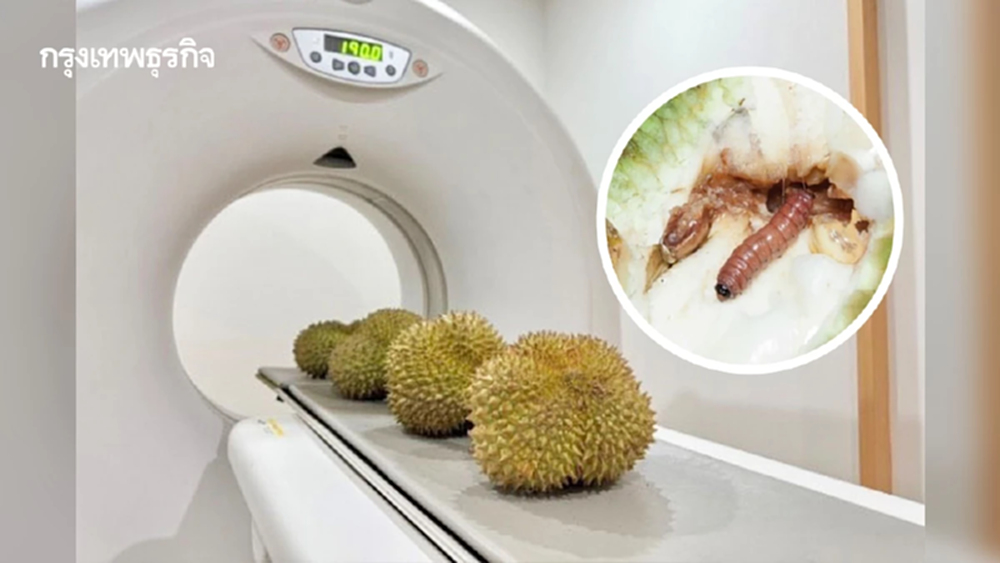 สวก. ผุดเครื่อง CT-Scan ทุเรียน 1 ลูกใช้เวลาสแกน 3 วินาที