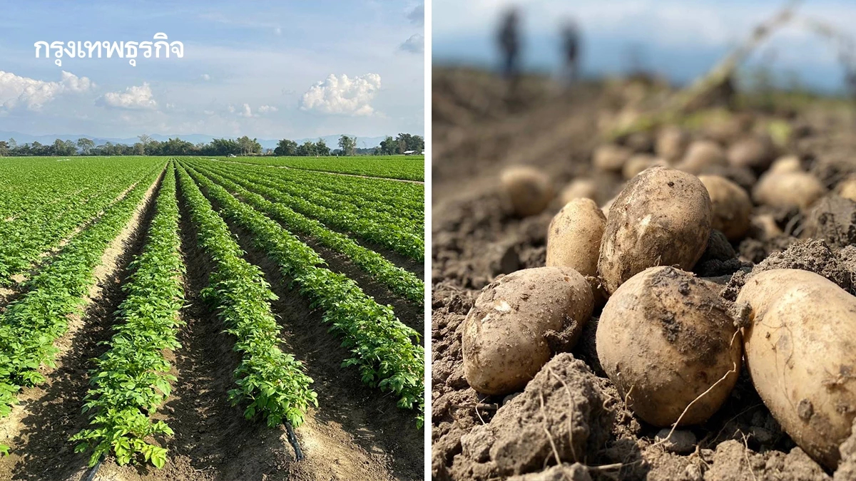 แนะ เร่งพัฒนาสายมันฝรั่งไทย ผลผลิตมีน้อยไม่พอกับความต้องการ