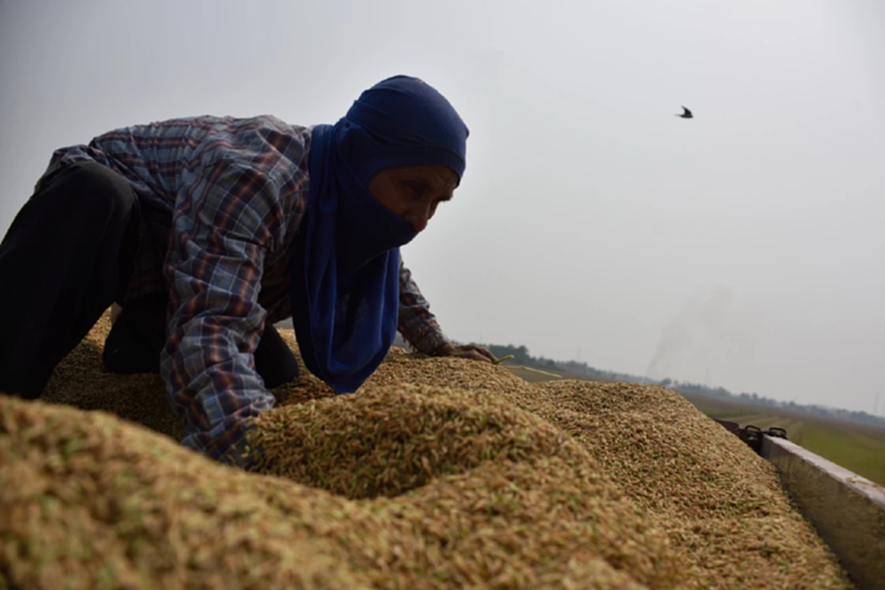 รายงานราคาข้าวขายส่งตลาดกรุงเทพฯ (สมาคมโรงสีข้าวไทย) วันที่ 12 มีนาคม 2568