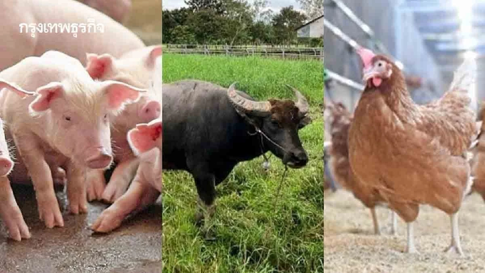 ปศุสัตว์ เล็ง ผลิต วัคซีนออโตจีนัส สร้างภูมิป้องโรคตรงจุด