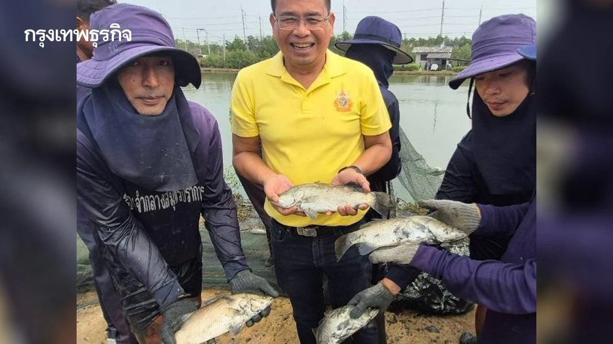 สมุทรปราการ ยันแผนส่งปลากะพง ล่า ลูกปลาหมอคางดำ ได้ผลจริง
