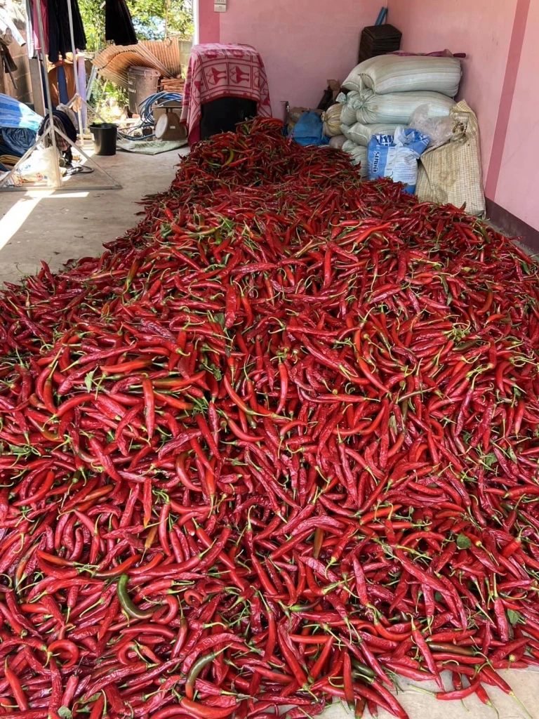 เกษตรกรท่าวังผา จ.น่าน โวยราคาพริกตกต่ำ ร้องหน่วยงานรัฐแก้ปัญหา