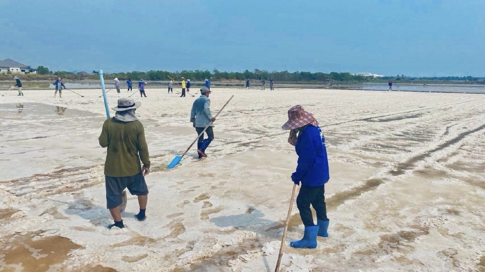 ยกระดับคุณภาพมาตรฐาน 'เกลือทะเล' เพิ่มมูลค่าส่งออก 1,000 ล้านต่อปี