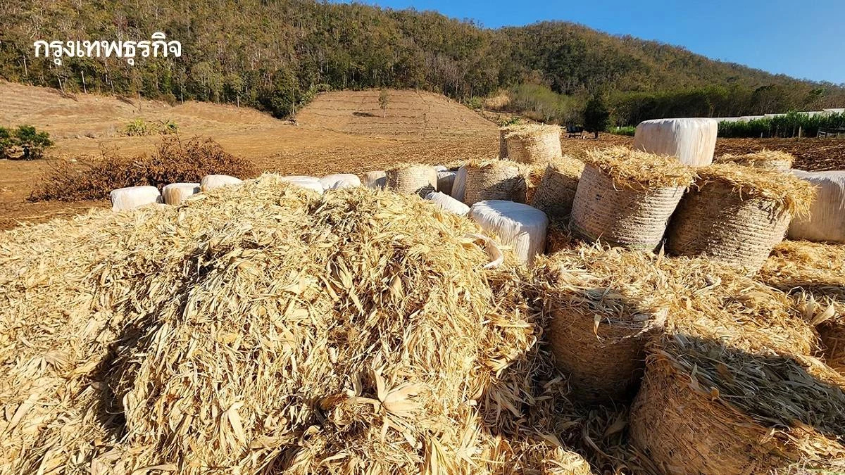 ความยากจนบีบคั้น ชาวเขาจึงเผาไร่ข้าวโพดซ้ำๆ ทางออก-สร้างอาชีพทดแทนมั่นคง