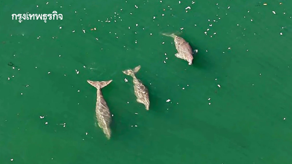 ‘ฝูงพะยูน 23 ชีวิต’ อวดโฉมเกาะลิบง-มุกด์ สะท้อนความสมบูรณ์แห่งท้องทะเลตรัง