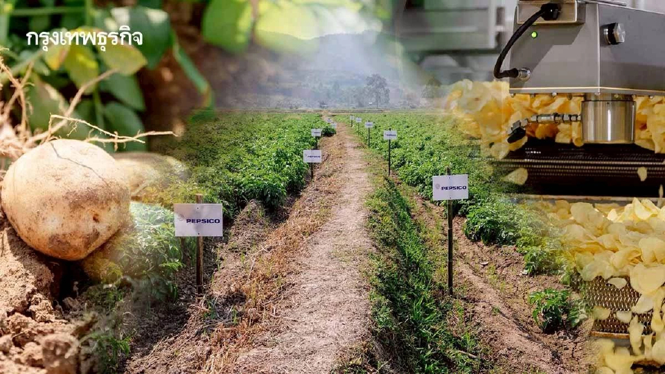 'เลย์' ใช้มันฝรั่งไทย 1 แสนตันต่อปี เดินหน้าแก้โจทย์เกษตรกรรุ่นใหม่ลดลง