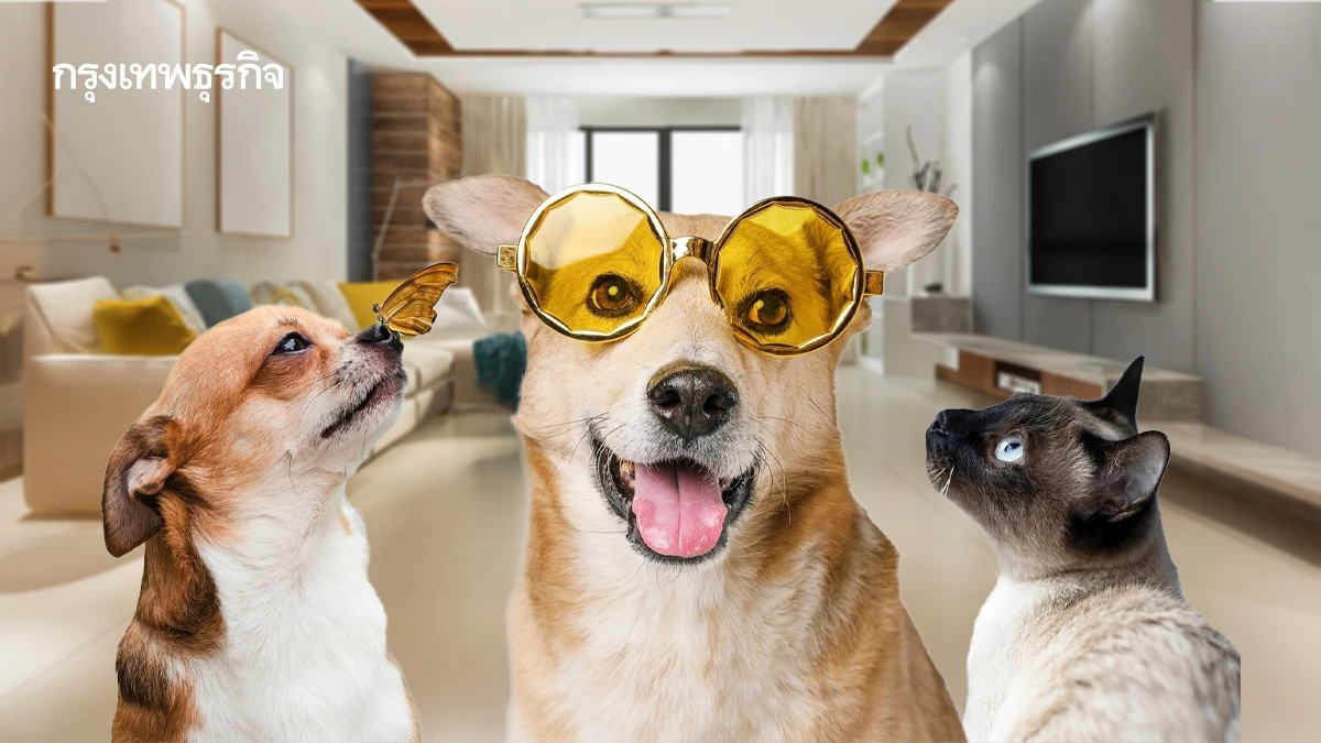 กฎใหม่กทม. เลี้ยงสัตว์ หมาแมวกี่ตัว ต้องดูขนาดพื้นที่บ้าน คอนโด