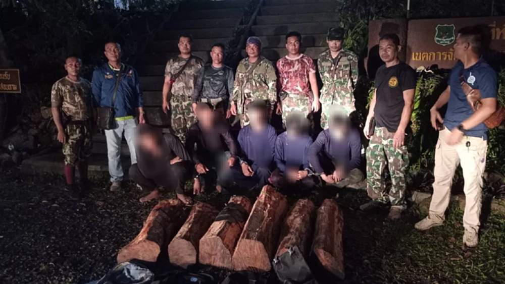 จนท.อุทยานเขาใหญ่ ซุ่มดักจับ 5 ตัดไม้พะยูง บริเวณป่าเขาเขียว