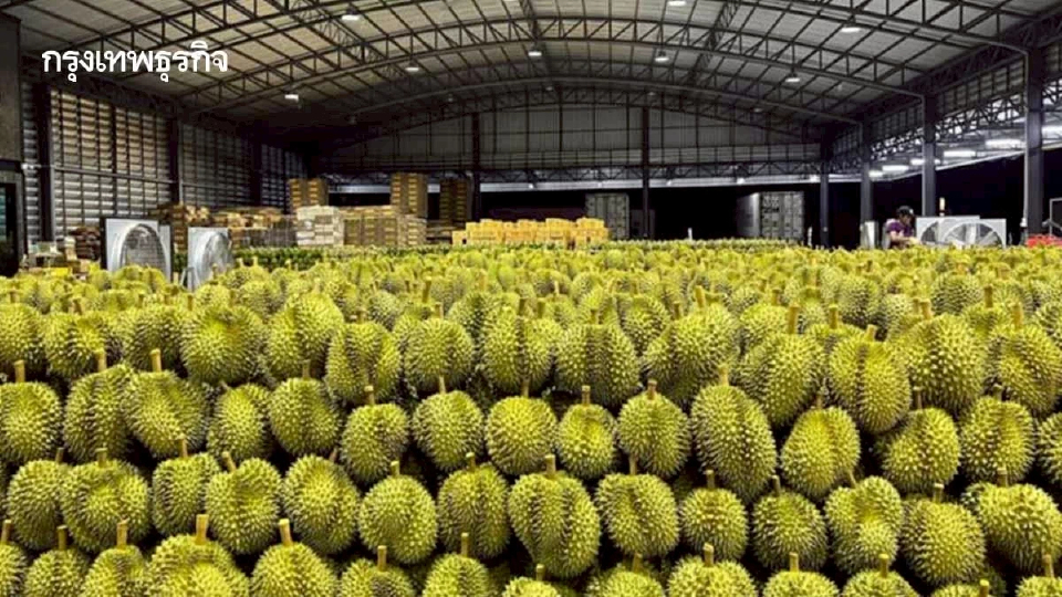 มกอช. ชูศักยภาพทุเรียนไทย เพิ่มขีดความสามารถแข่งขันตลาดโลก