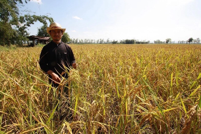 รายงานราคาข้าวขายส่งตลาดกรุงเทพฯ (สมาคมโรงสีข้าวไทย) วันที่ 1 เมษายน 2568