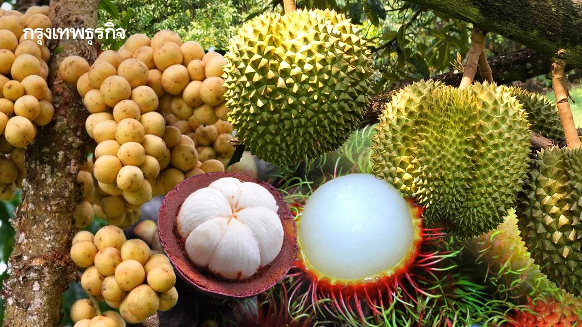 ผลไม้ตะวันออก ปี 68 เพิ่ม 29 %ออกตลาดชุก เดือน พฤษภาคม นี้