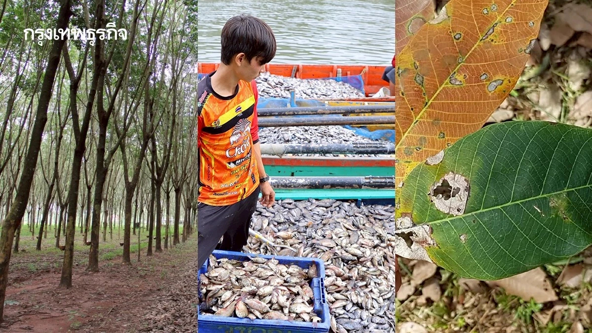 กทย.  หนุนใช้น้ำหมักปลาหมอคางดำ เร่งแก้โรคใบยางร่วงระบาดอีสาน